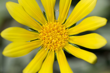 Gazania rigen, Gazania lemon tart, ASTERACEAE, South Africa