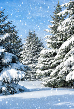 Fototapeta fir trees covered by snow