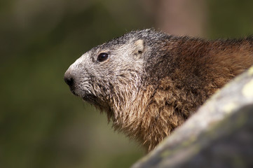 Marmot portrait