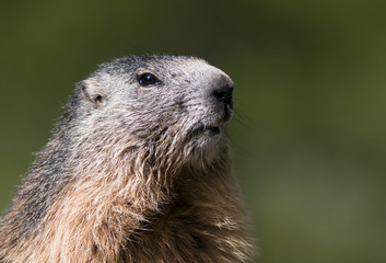 Curious marmot portrait, funny wild animal