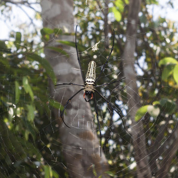 Giant Wood Spider at Angkor Wat Siem Reap, Cambodia