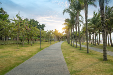Obraz premium Walkway in a beautiful Park with Palms
