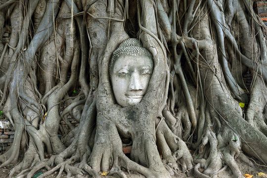 Buddha's head in tree