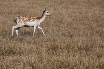 Fallow deer in nature