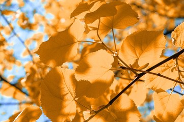 Herbstliche Blätter