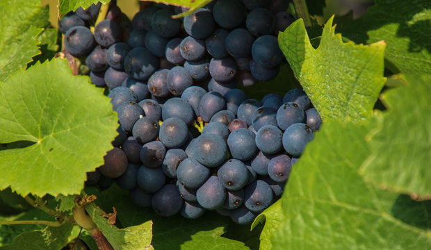 Weinlese