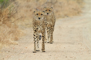 African Cheetah