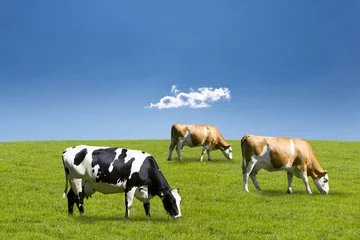 Selbstklebende Fototapete Kuh Kühe auf der Weide