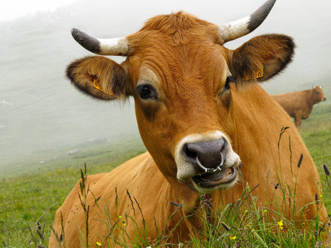 vache tarine dans les alpes