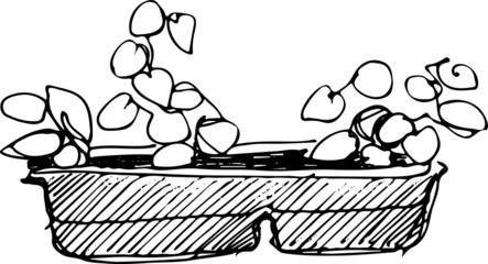 sketch flower room in a flowerpot