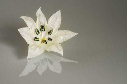 White flower petals on a reflexive surface