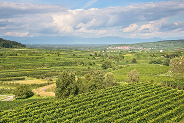Vineyard landscape in Kaiserstuhl, Germany
