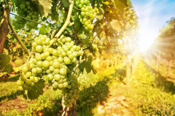 Tuinposter Close-up op groene druiven in een wijngaard met zonneschijn © Delphotostock