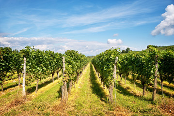 Fototapeta na wymiar Perspective of vine stocks in a vineyard