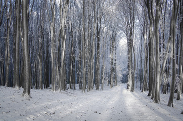 dreamy winter forest with path through frozen trees