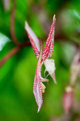 Gongora sp, Mexico - Bolivia