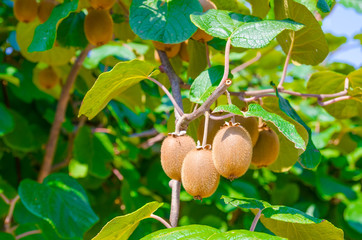 A bunch of kiwi fruits hanging from a branch with grean leafs