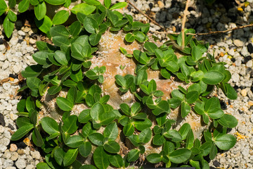 Pachypodium brevicaule, Apocynaceae, Madagascar