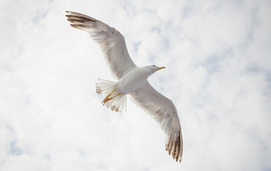 A seagull flying above with a huge wingspan and a cloudy sky