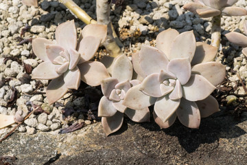 Graptopetalum paraguayense, Crassulaceae