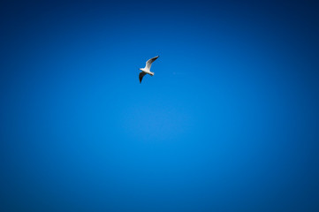 Bird in the blue sky