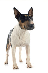 bull terrier