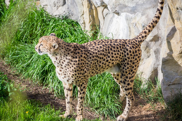 Cheetah looking witrh caution. Fast Feline animal.
