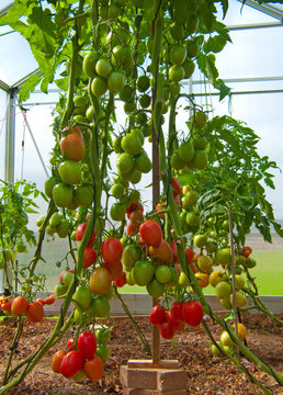 Large red sky striker- tomato in greenhouse growing. 