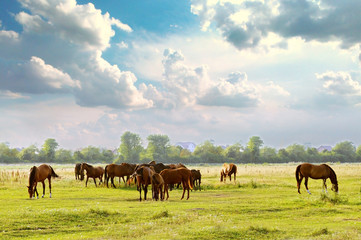 Herd in meadow