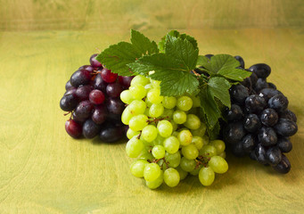 clusters of dark, red and green grapes on a  green  background