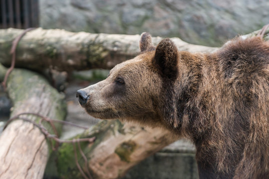 Fototapeta Brown Bear