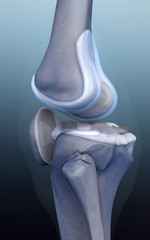 human bone, knee
