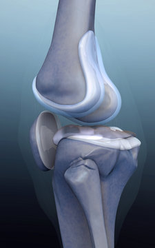 Human Bone, Knee