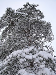 neige