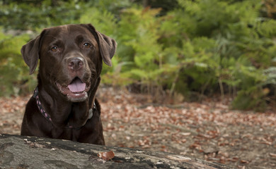 chocolate labrador