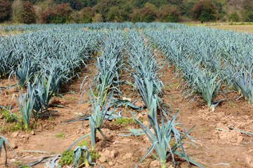 Organic bio leek field in Belgium