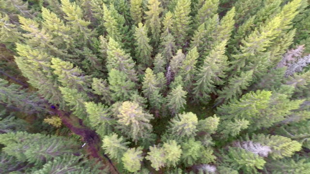 Camera flying over large spurce forest