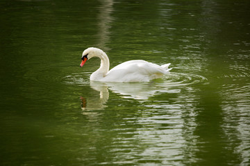 White swan swims on the water