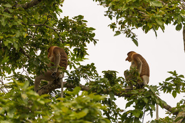 Proboscis Monkey