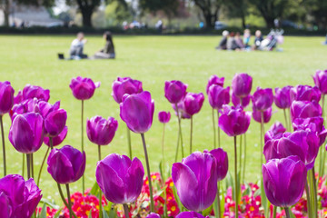 Tulips in the park Background