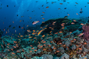 Naklejka na ściany i meble Colorful Reef Fish Underwater