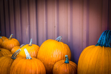 Pumpkin paradise