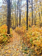 Autumn forest