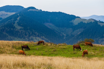 Obraz premium Cows, mountains