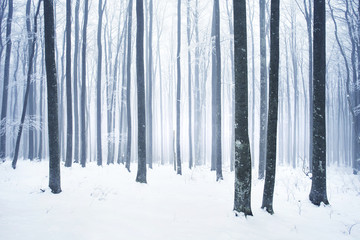 Winter snowy forest scene - obrazy, fototapety, plakaty