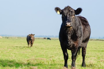 Neugieriges Rind auf einer großen Weide