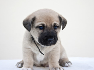 Little puppy wondering the camera
