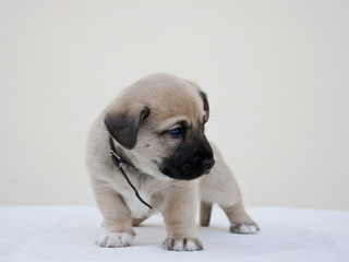 Little puppy wondering the camera