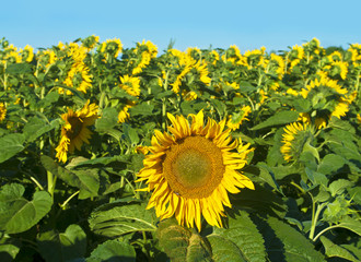 sunflower field