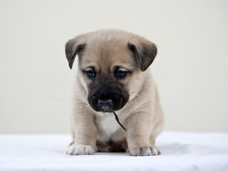 Little puppy wondering the camera